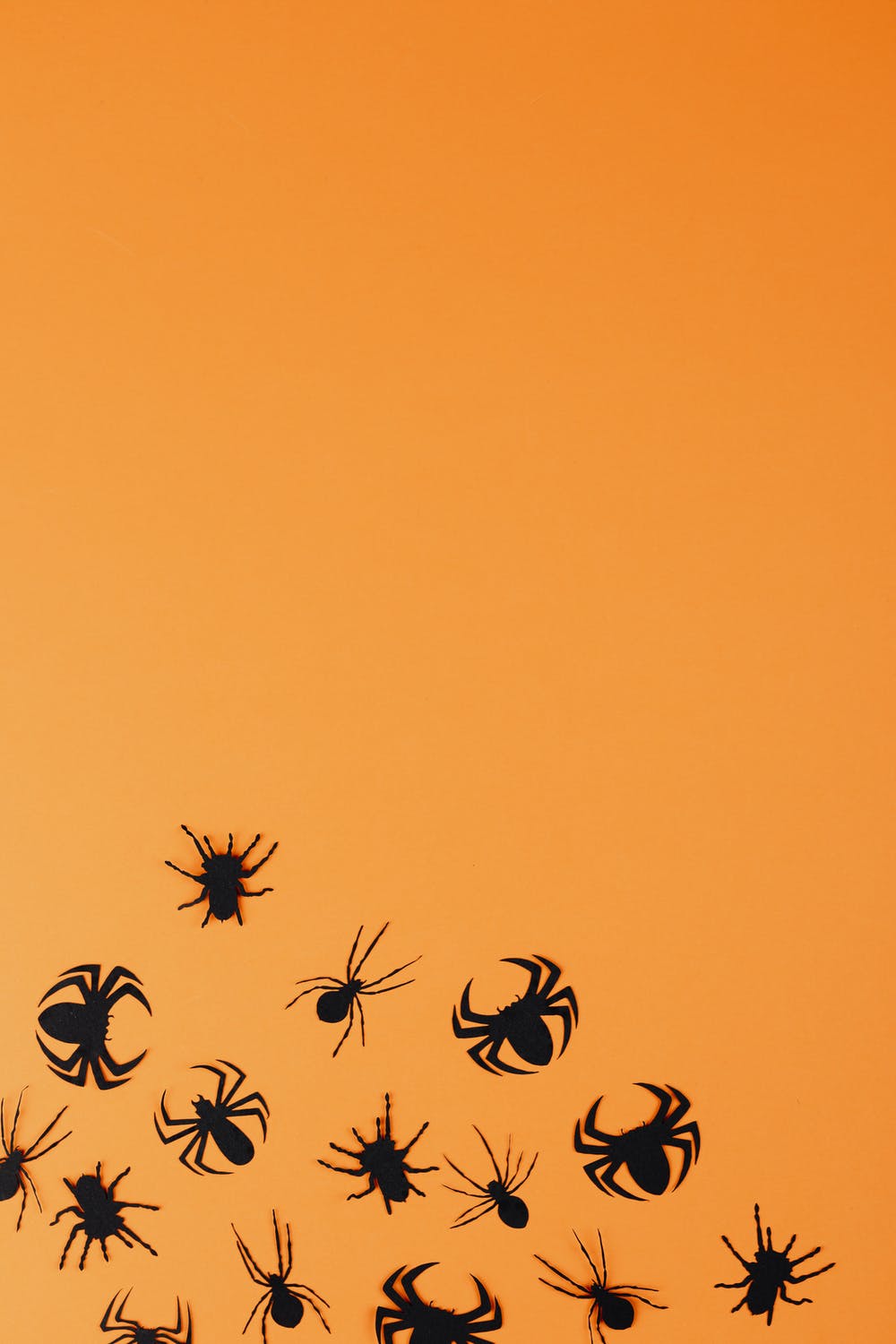 bf1e63e0-7c5f-11ec-9958-1d08e8ac1648-spider.jpeg